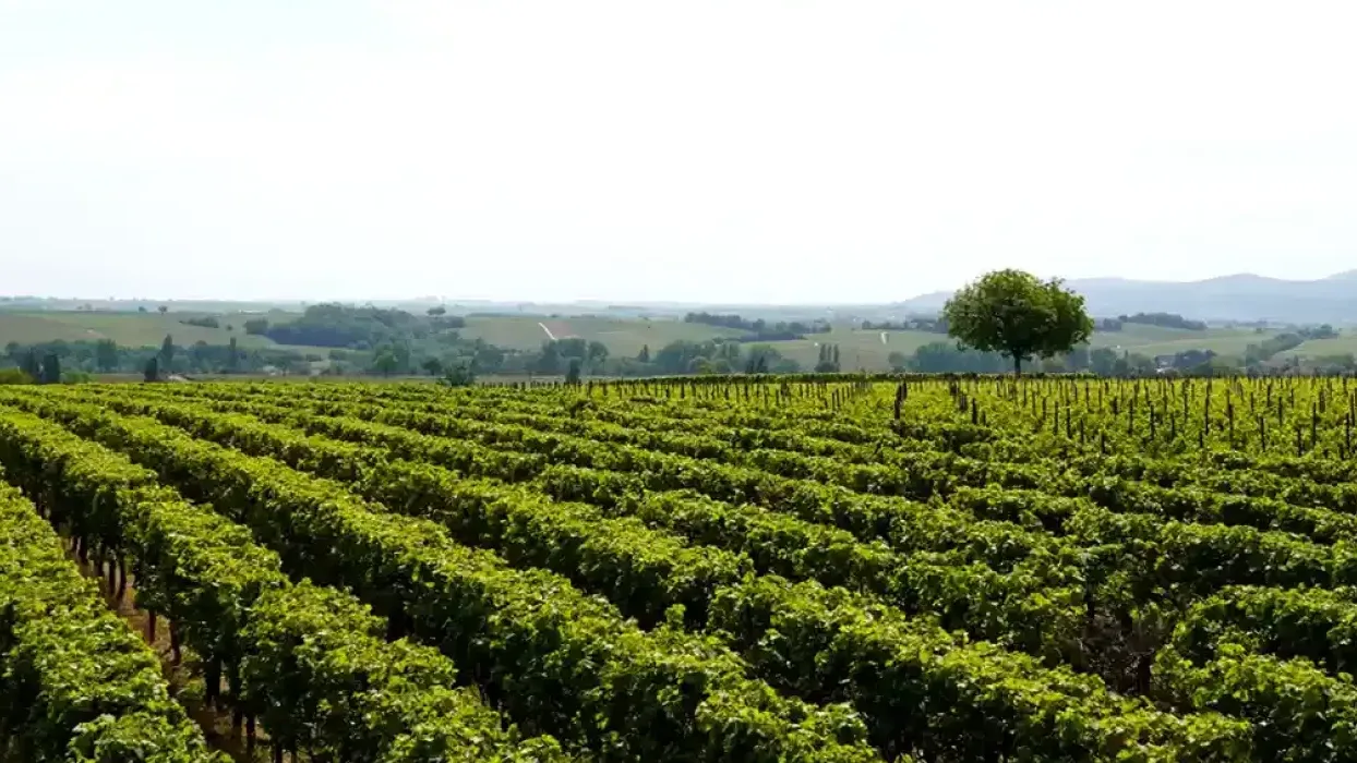 Vignoble - Viteego Contact